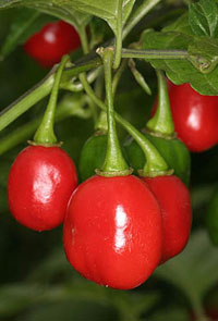 Aji Cochabamba
